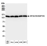 SF3b155/SAP155 Polyclonal Antibody