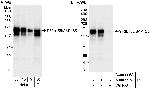 SF3b155/SAP155 Antibody in Western Blot (WB)