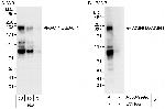 ACINUS/ACN1 Antibody in Western Blot (WB)