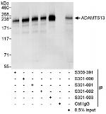 ADAMTS13 Polyclonal Antibody
