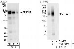 SFRS2IP Antibody in Western Blot (WB)