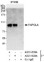 PAPOLA Polyclonal Antibody