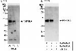 PAPOLA Polyclonal Antibody