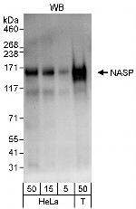 NASP Polyclonal Antibody