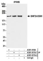 SNF2h/ISWI Antibody in Immunoprecipitation (IP)