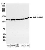 SNF2h/ISWI Antibody in Western Blot (WB)