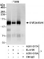 SNF2h/ISWI Polyclonal Antibody