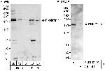 PNN/Pinin Antibody in Western Blot (WB)