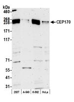 CEP170 Antibody in Western Blot (WB)