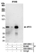 APC5 Antibody in Immunoprecipitation (IP)