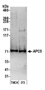 APC5 Antibody in Western Blot (WB)