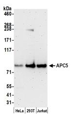 APC5 Polyclonal Antibody