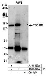 TBC1D9 Antibody in Immunoprecipitation (IP)