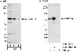 AATF/Che-1 Polyclonal Antibody