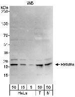 RBM8a Polyclonal Antibody