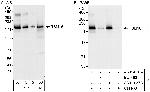 RBM16 Polyclonal Antibody