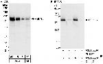 RBM16 Antibody in Western Blot (WB)