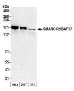 SMARCC2/BAF170 Polyclonal Antibody