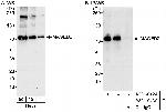 MAGED2 Antibody in Western Blot (WB)