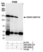 CRSP2/DRIP150 Antibody in Immunoprecipitation (IP)