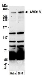 ARID1B Antibody in Western Blot (WB)
