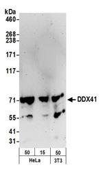 DDX41 Polyclonal Antibody