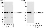 ATXN10/SCA10 Polyclonal Antibody