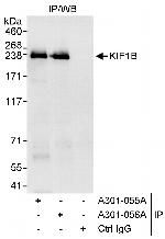KIF1B Polyclonal Antibody