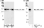 ATAD5/FRAG1 Polyclonal Antibody