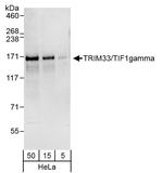 TRIM33/TIF1gamma Polyclonal Antibody
