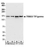 TRIM33/TIF1gamma Antibody in Western Blot (WB)