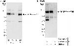 AKAP8/AKAP95 Polyclonal Antibody