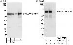 AKAP8/AKAP95 Antibody in Western Blot (WB)