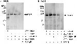 BTAF1 Polyclonal Antibody