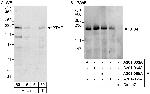 BTAF1 Polyclonal Antibody