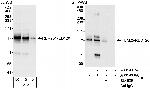 RBM25/RED120 Antibody in Western Blot (WB)
