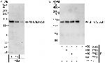 KIF1C/LTXS1 Polyclonal Antibody