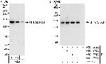 KIF1C/LTXS1 Polyclonal Antibody