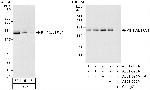 KIF1C/LTXS1 Polyclonal Antibody