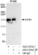KIF4A Polyclonal Antibody