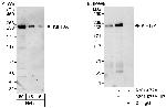 KIF13A Polyclonal Antibody