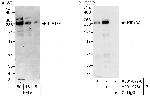 KIF13A Polyclonal Antibody