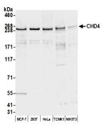 CHD4 Polyclonal Antibody