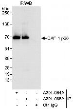 CAF-1 p60 Polyclonal Antibody
