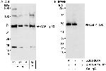 CAF-1 p60 Antibody in Western Blot (WB)