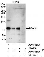 DDX51 Polyclonal Antibody