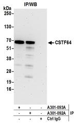 CSTF64 Antibody in Immunoprecipitation (IP)