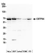 CSTF64 Antibody in Western Blot (WB)