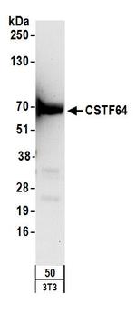 CSTF64 Antibody in Western Blot (WB)