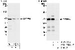 CSTF64 Antibody in Western Blot (WB)